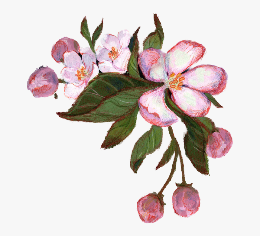Appleblossom2 - Rosa Glauca, HD Png Download