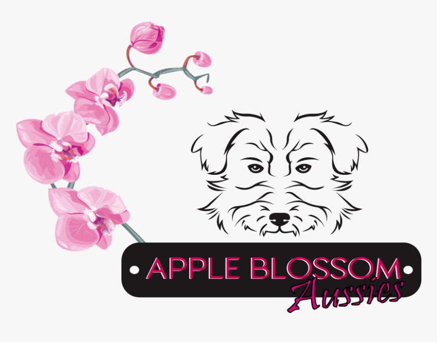 Apple Blossom Aussies - Companion Dog, HD Png Download