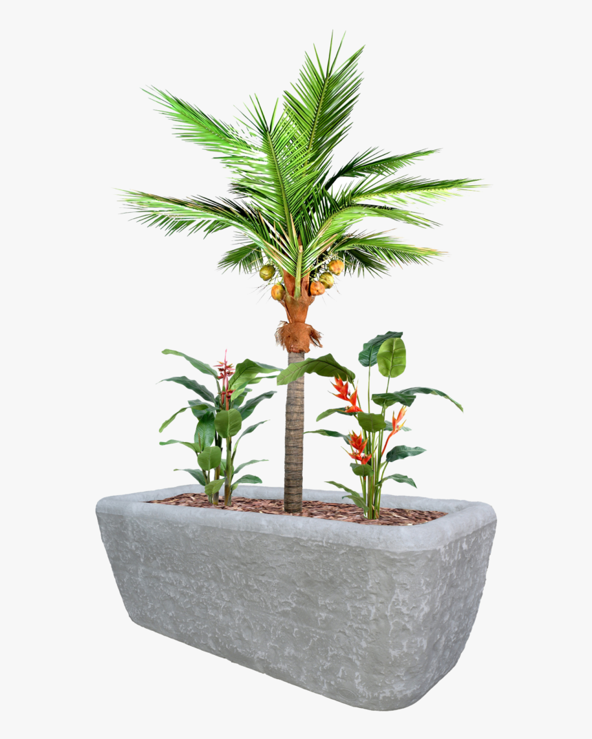 Coco Plante, HD Png Download