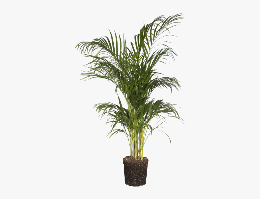 Areca Palm - Transparent Areca Palm Png, Png Download