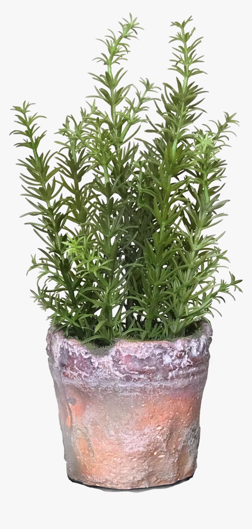 Rosemary Logo For The Daily Gardener Podcast - Flowerpot, HD Png Download