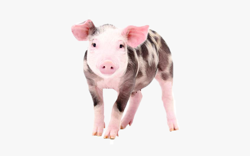 Pig Png Free Download - Cute Baby Farm Animal, Transparent Png