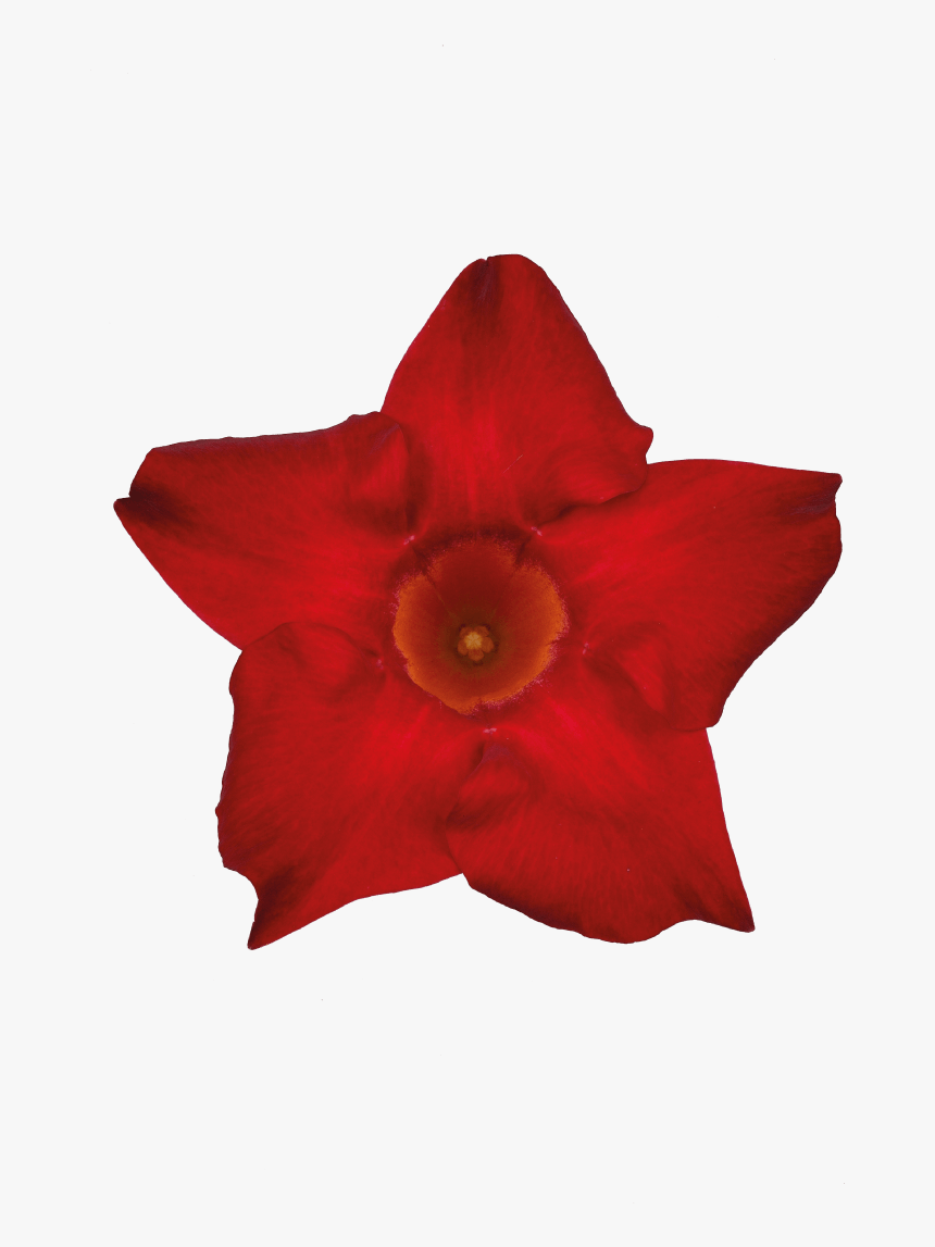 Desert Rose, HD Png Download