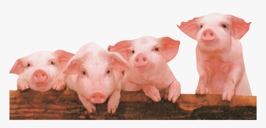 Cute Little Pig Png Download - Pig And Piglet Png, Transparent Png