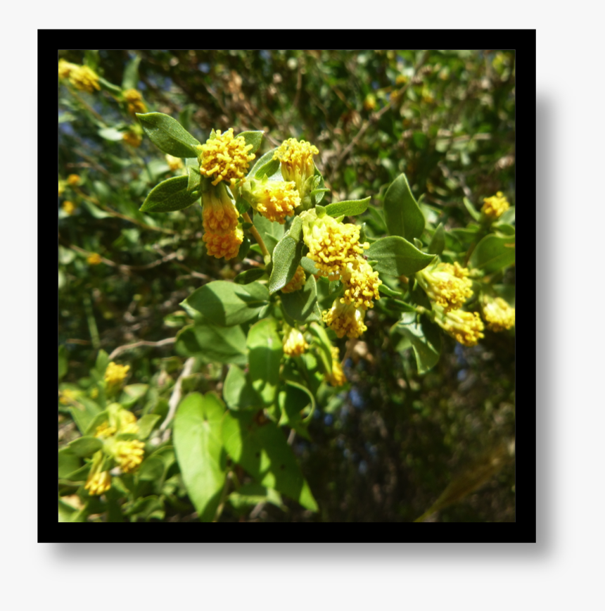 Mahonia, HD Png Download