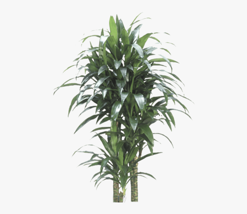 Dracaena Janet Craig Png, Transparent Png