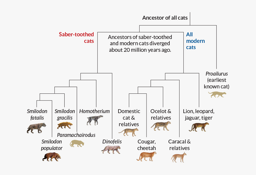 Cats, From Left To Right - Saber Tooth Tiger Evolution, HD Png Download ,  Transparent Png Image - PNGitem