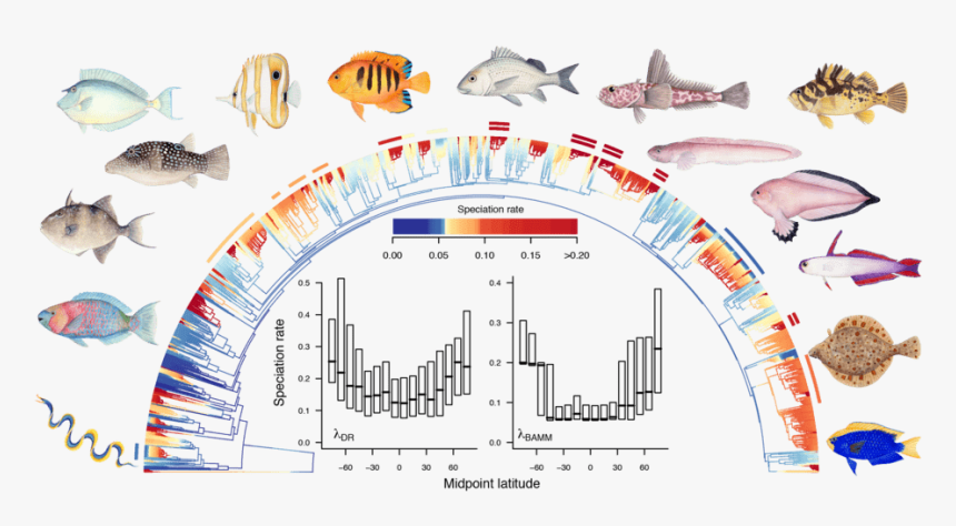 Fish Latitudinal Gradient Rabosky, HD Png Download