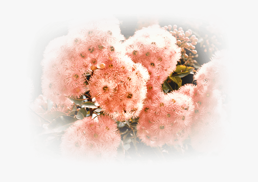 Native Shrub - - Smoketree, HD Png Download