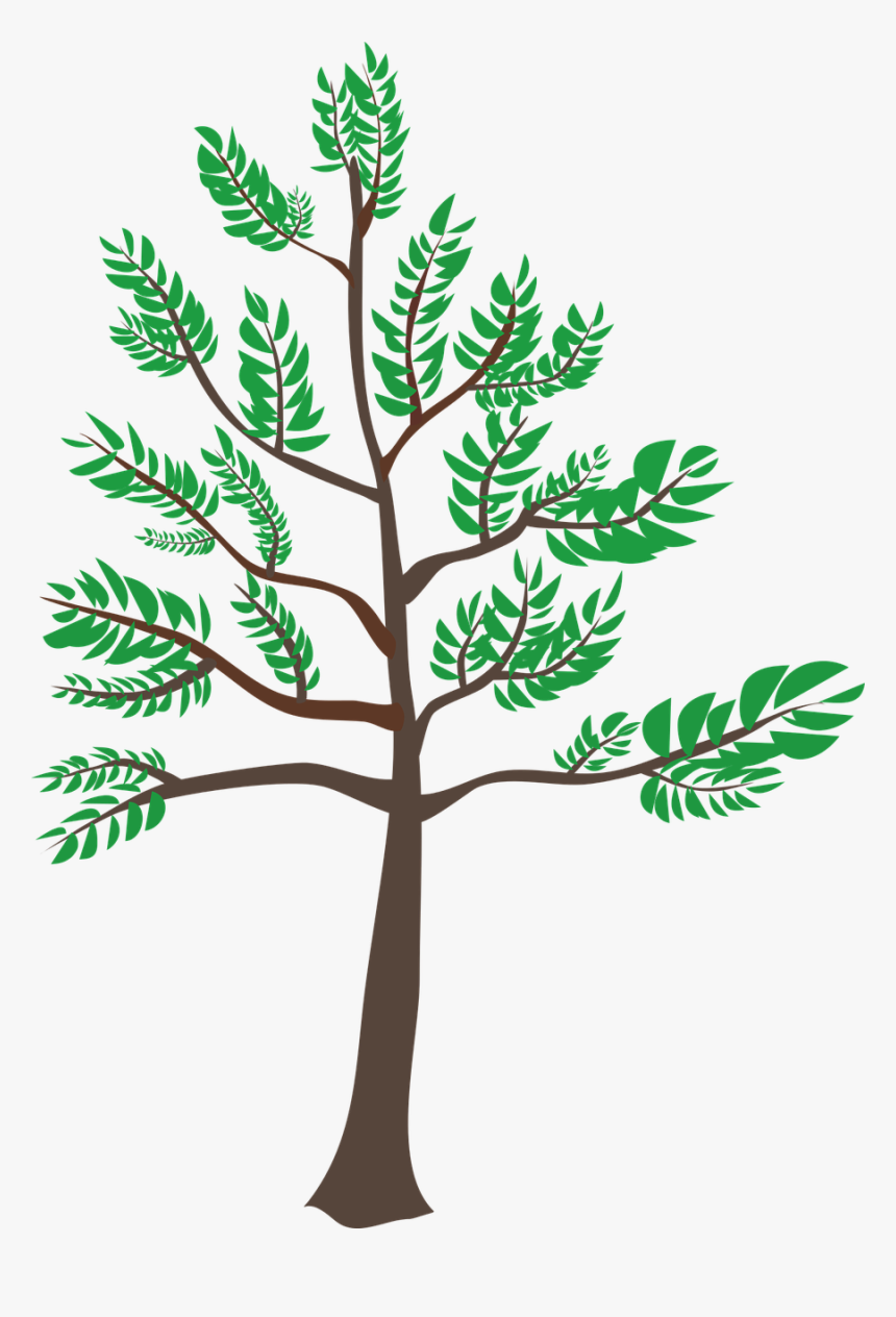 Cedar Clipart, HD Png Download