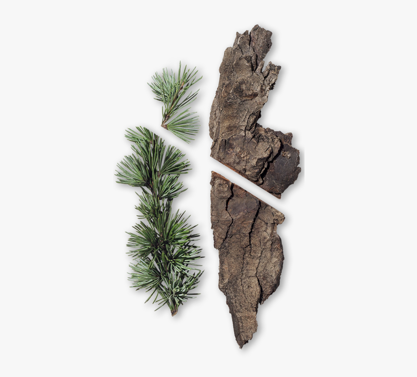 Mexican Pinyon, HD Png Download