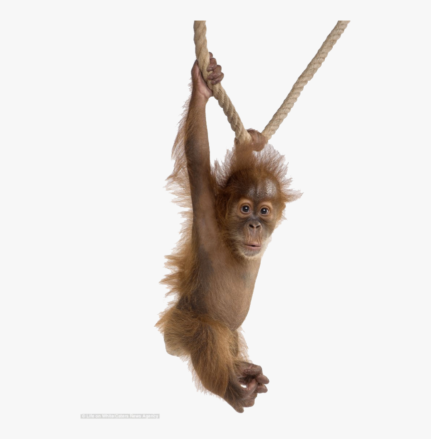 Orangutan - Animal Portraits White Background, HD Png Download