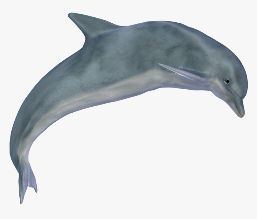 Dolphin Clipart Vector - Dolphin Png, Transparent Png