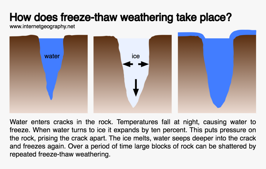 Bone, HD Png Download