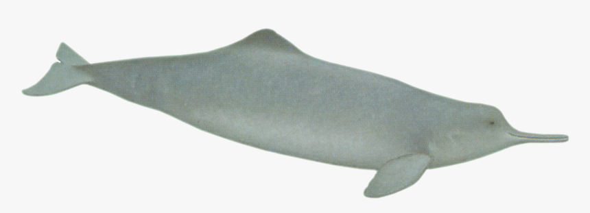 Dolphins Clipart Baiji - Blue Whale, HD Png Download