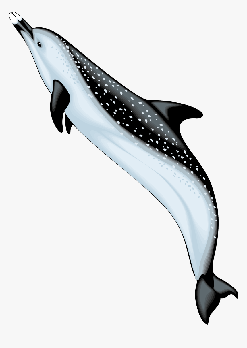 Bottlenose Dolphin Spinner Dolphin Clip Art - Ocean Animals Png, Transparent Png