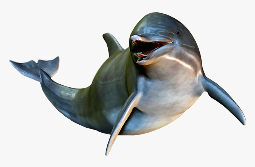 Dolphin Cetacea Clip Art - Dolphin, HD Png Download