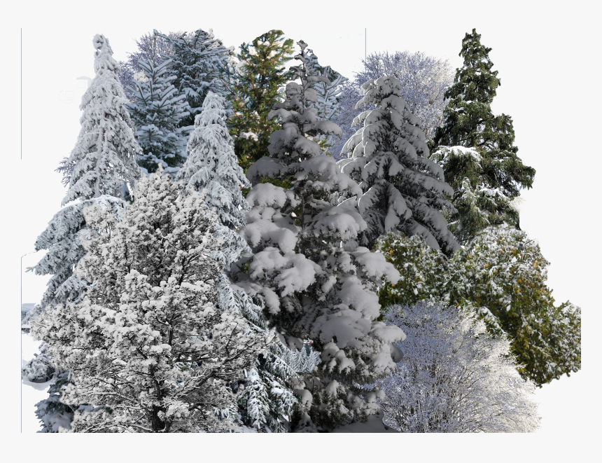 Snowy Trees Png, Transparent Png