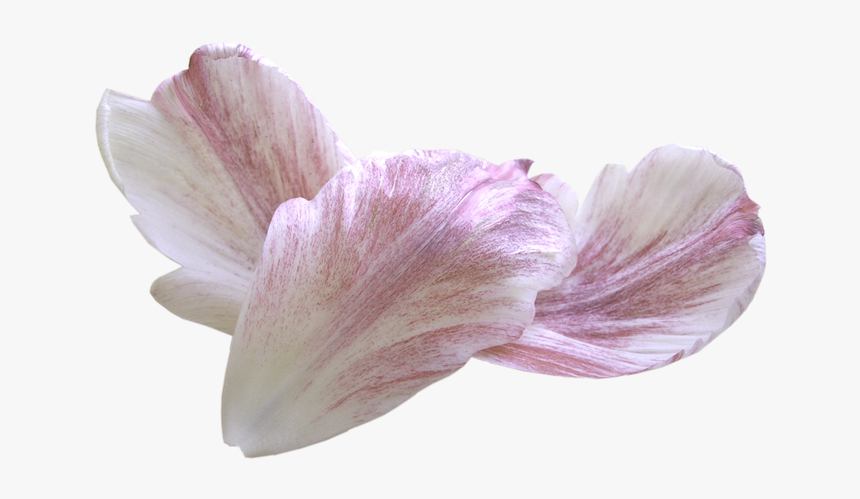 Petal, HD Png Download