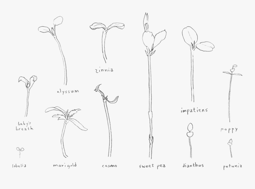 Seedlings - Sketch, HD Png Download