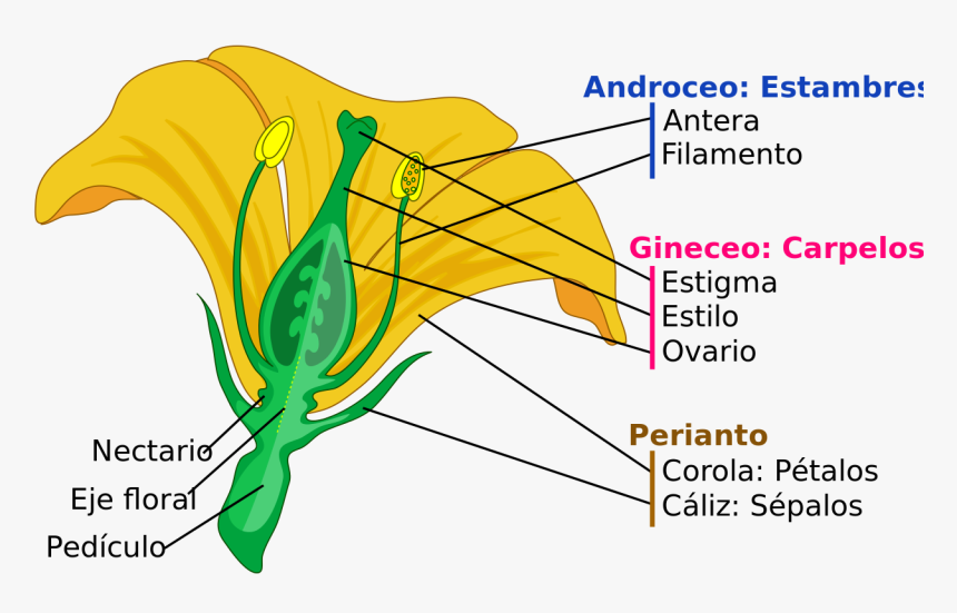 Composición De La Flor, HD Png Download