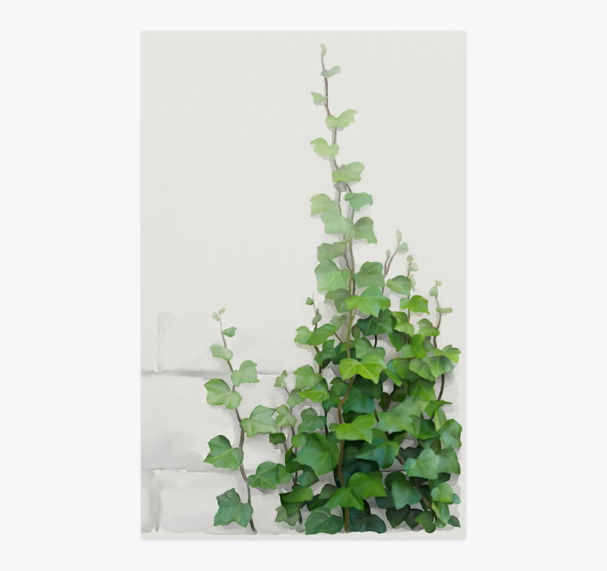 Watercolor Vines, Climbing Plant Poster 23 X36 - Watercolor Vines, HD Png Download
