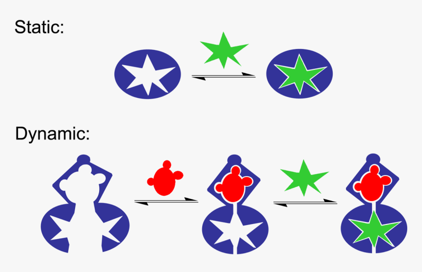 Molecular Recognition Static Vs Dynamic Cartoon - Static And Dynamic Molecular Recognition, HD Png Download