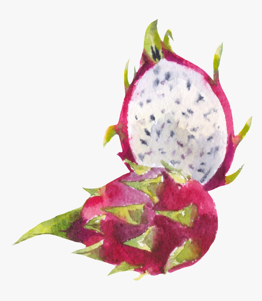 Cut Dragon Fruit Png Transparent - Экзотические Фрукты Акварель, Png Download