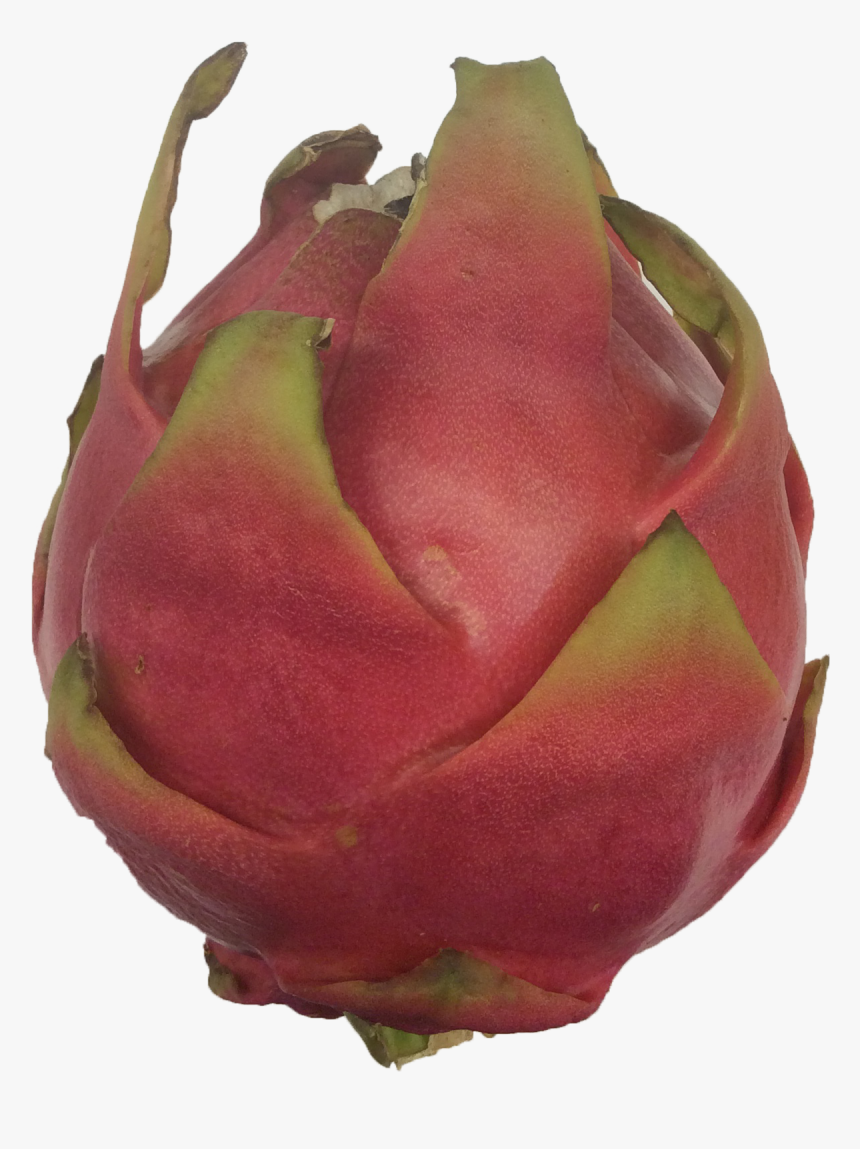 Pitaya, HD Png Download