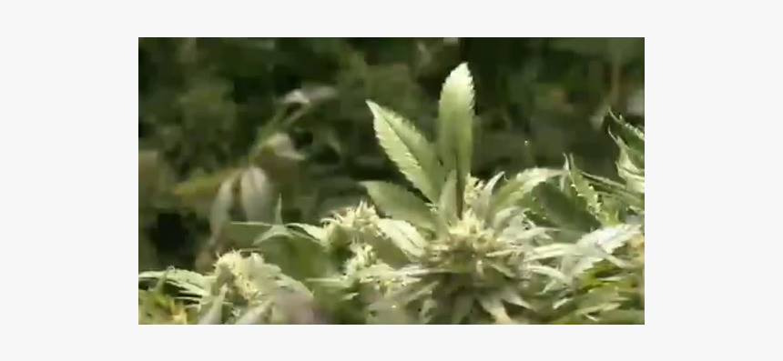 Polémica Sobre La Marihuana Medicinal - Bud, HD Png Download