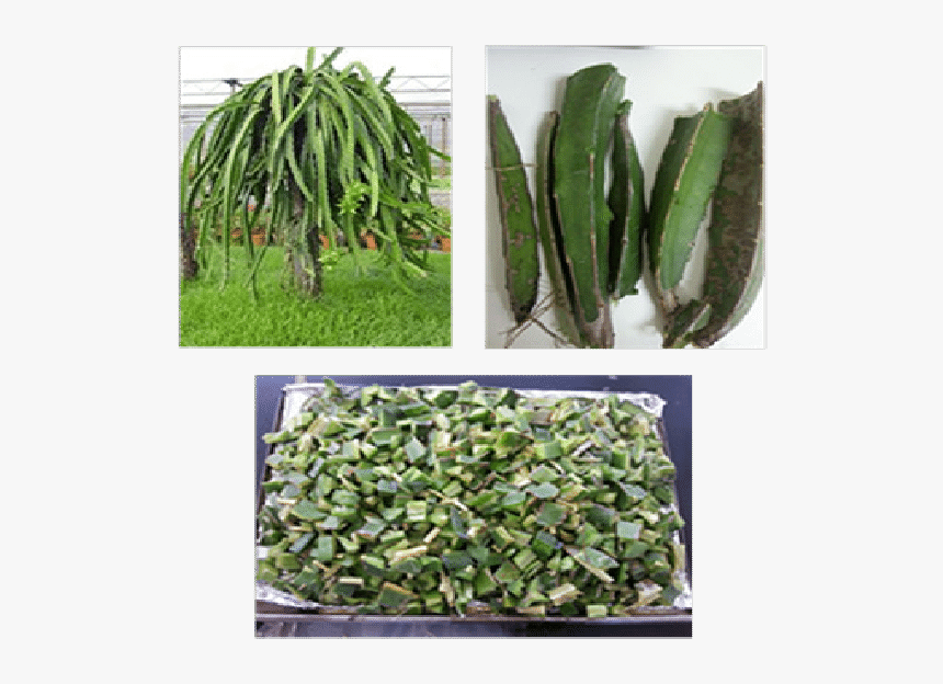 Vine Cactus Plant, HD Png Download