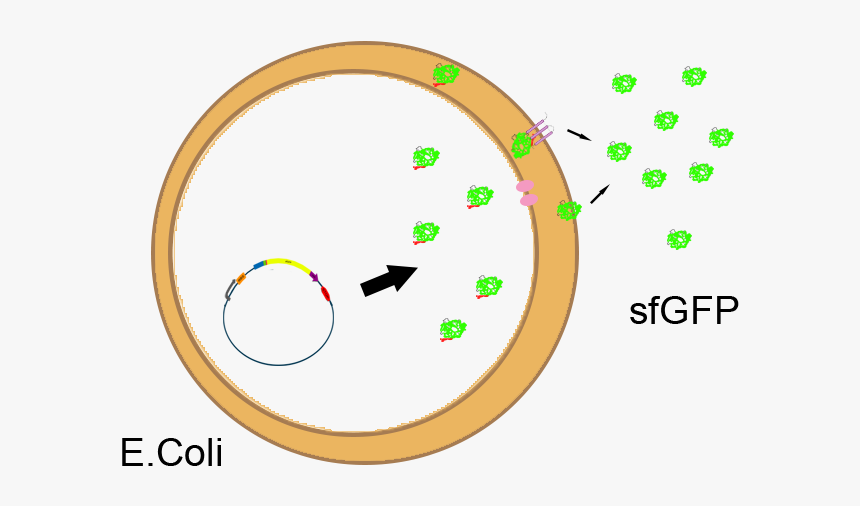 9th Infantry Division, HD Png Download