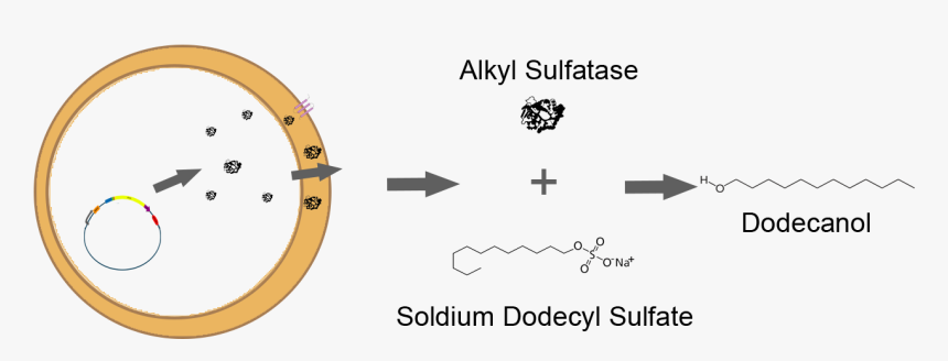 Up Arrow, HD Png Download