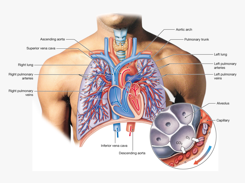Muscle Veins Png - Veins Of The Lungs, Transparent Png