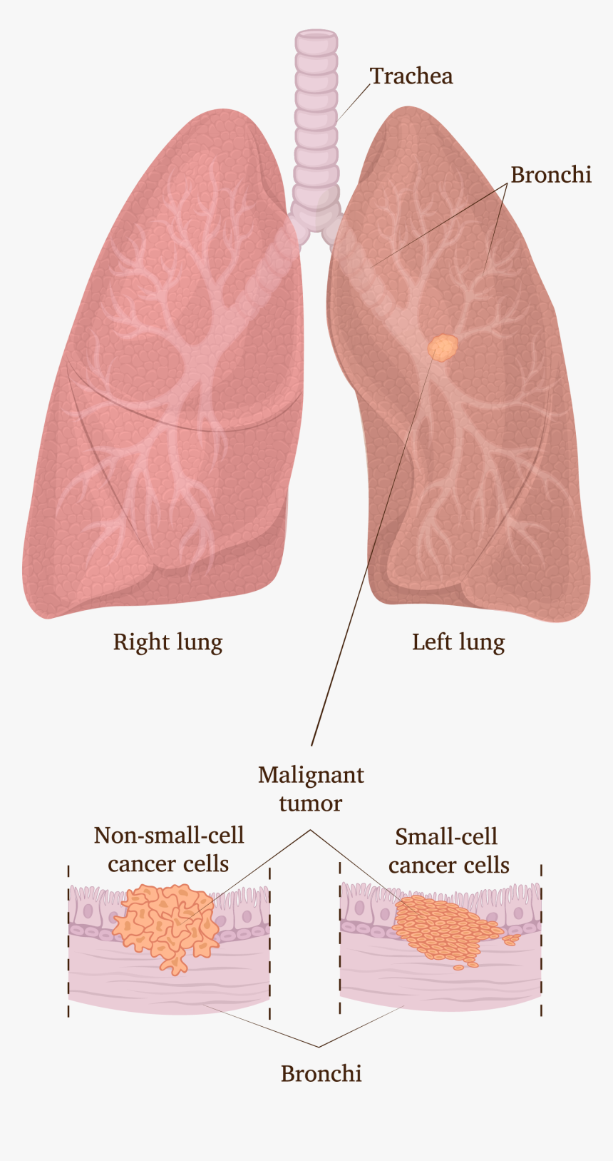 Lung Png, Transparent Png