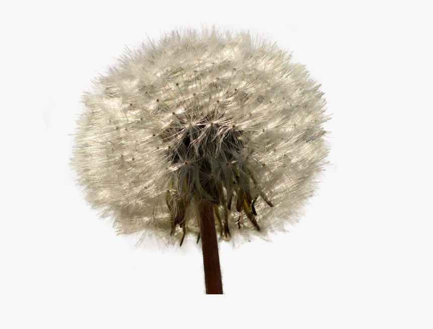Transparent Dandelion Clipart Png - Dandelion, Png Download