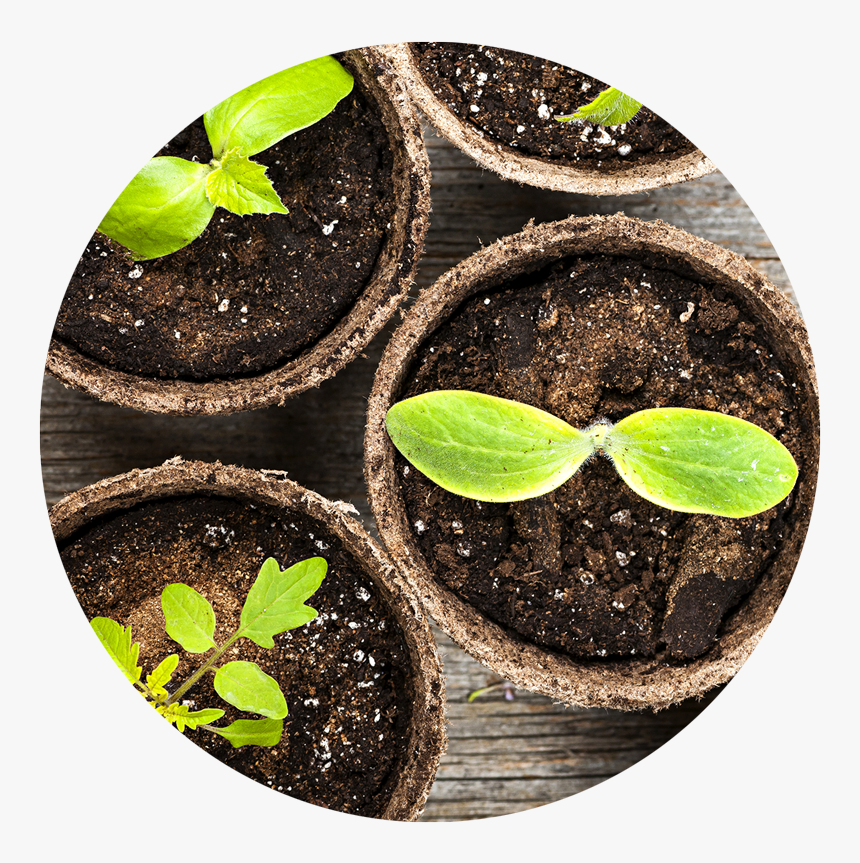 Soilplant-widget - Seed Growing In A Pot, HD Png Download