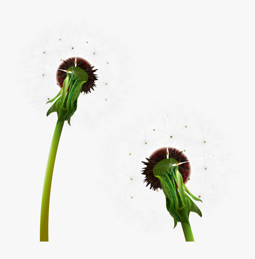 Dandelion Clipart Two Flower - Dandelion, HD Png Download