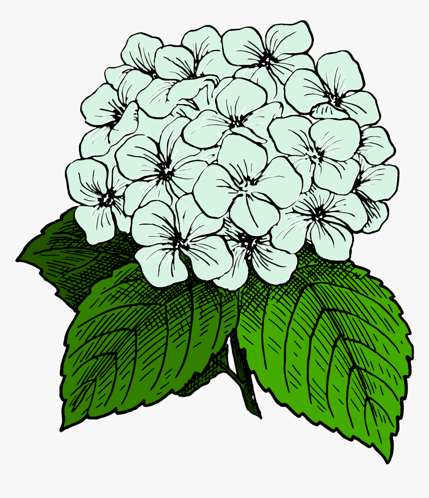 Transparent Dandelion Clip Art - Hydrangea Clipart, HD Png Download