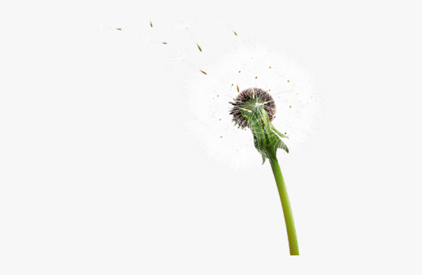 Dandelion Clipart Transparent Background - Dandelion, HD Png Download