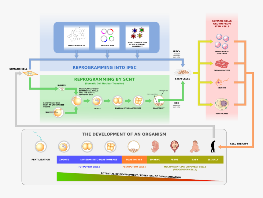 Historia De La Clonacion Humana, HD Png Download