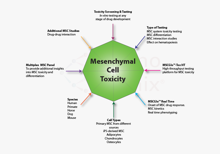 Mesenchymal Stem Cell Sources, HD Png Download