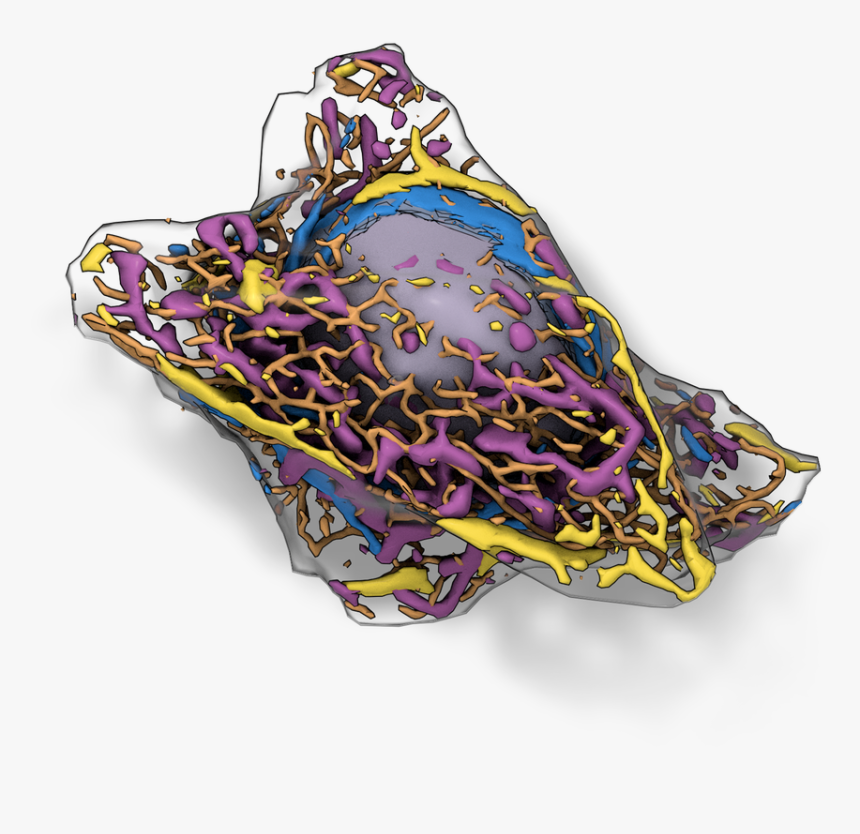 Allen Cell, HD Png Download