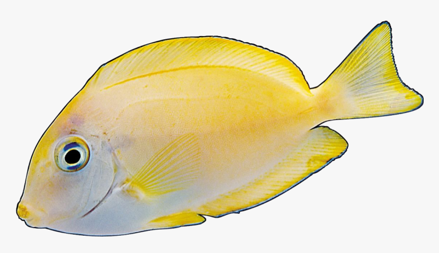 Angelfish Yellow Red - Hình Ảnh Cá Động, HD Png Download