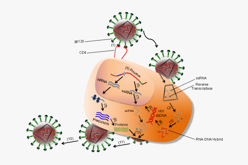 Interaction Between Hiv And Coreceptors Of A T Cell - Hiv In The Immune System, HD Png Download