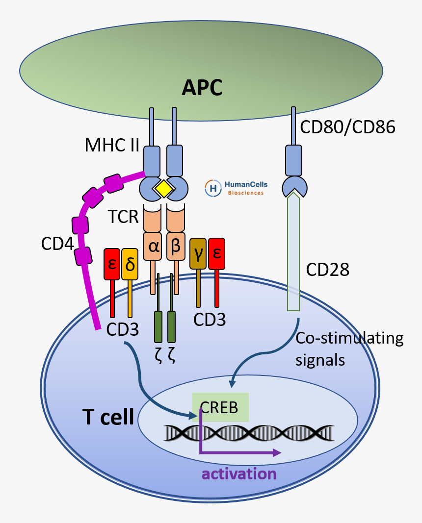 Diagram, HD Png Download