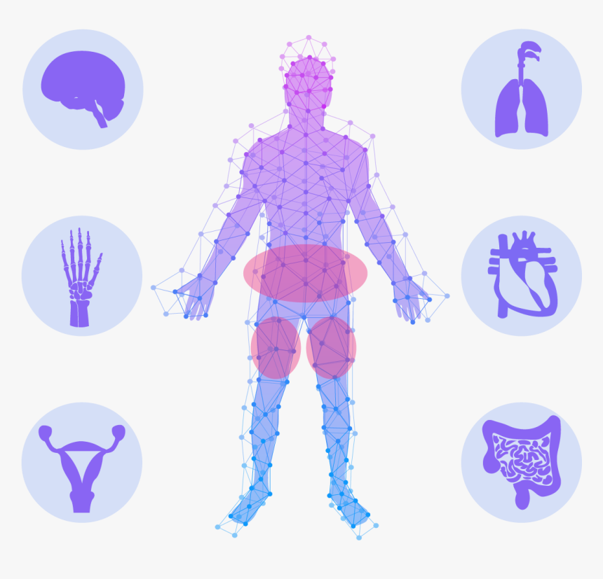 Adsc Research Areas2 - Anatomy, HD Png Download