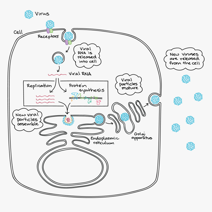 Life Cycle Of Zika Virus Pdf, HD Png Download