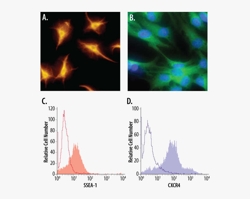 Art, HD Png Download