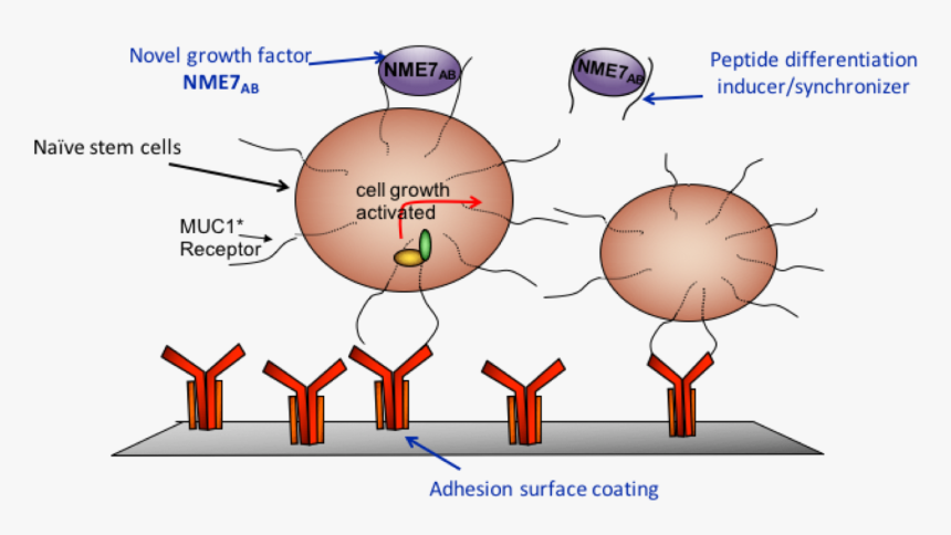 Types Of Regenerative Medicines, HD Png Download
